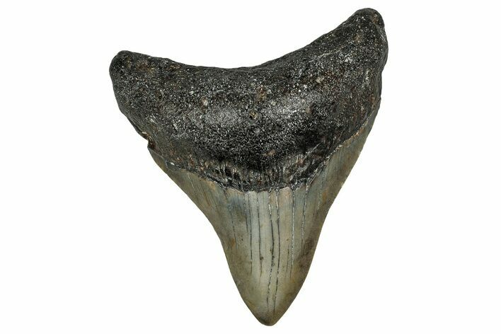 Fossil Megalodon Tooth - North Carolina #355739